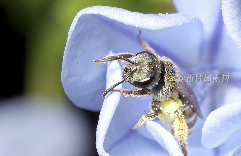 黄花上的汗蜂(Halictus tripartitus)